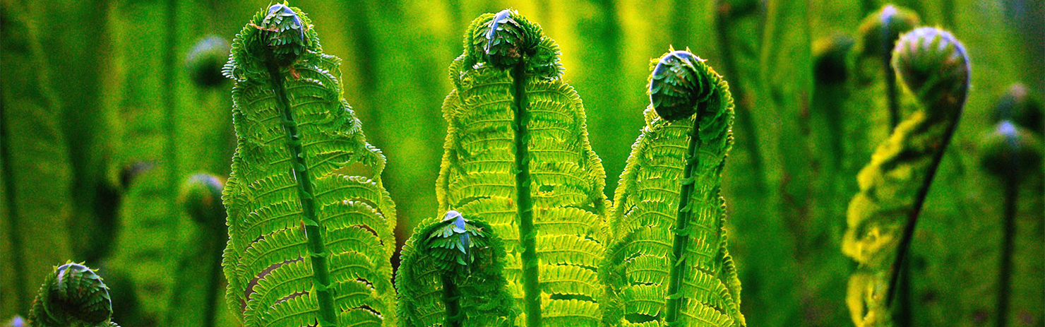 取之天然：用于自然：植物保?。汉椭C植保